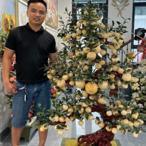 cây đào vàng 168 quả ( CD -31 )